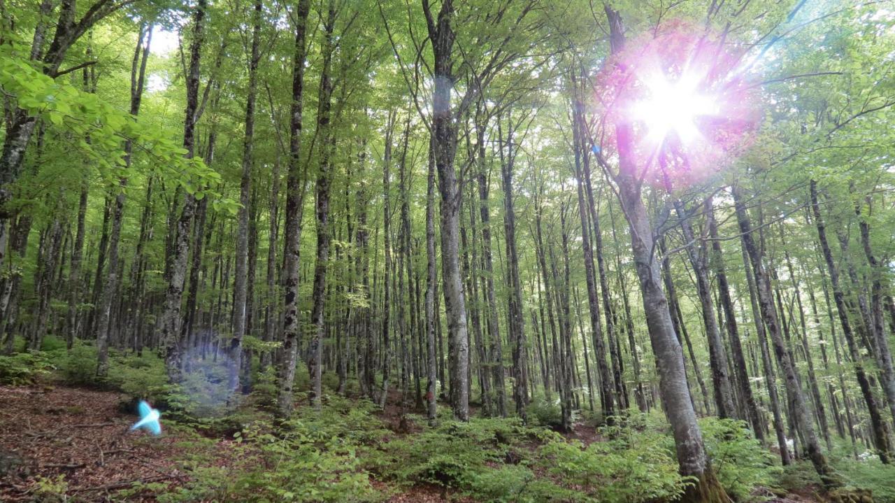 Ikuilu Ochagavia-Selva De Irati Apartment Bagian luar foto